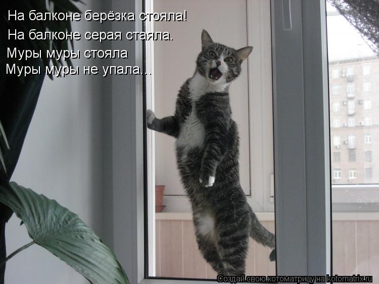 На балконе берёзка стояла! На балконе серая стаяла. Муры муры стояла Муры муры не упала...... Котоматрица: На балконе берёзка стояла! На балконе серая стаяла. Муры муры стояла Муры муры не упала...