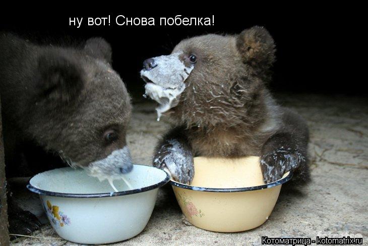 ну вот! Снова побелка!... Котоматрица: ну вот! Снова побелка!