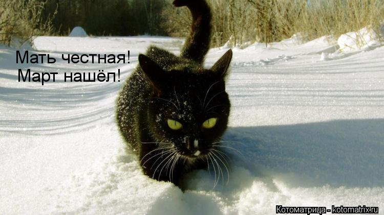 Мать честная! Март нашёл!... Котоматрица: Мать честная! Март нашёл!