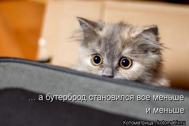 ... а бутерброд становился все меньше и меньше... Котоматрица: ... а бутерброд становился все меньше и меньше