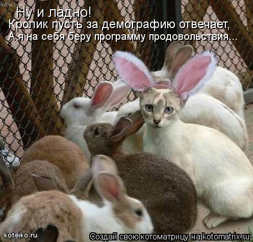 Котоматрица: Ну и ладно! Кролик пусть за демографию отвечает,  А я на себя беру программу продовольствия...