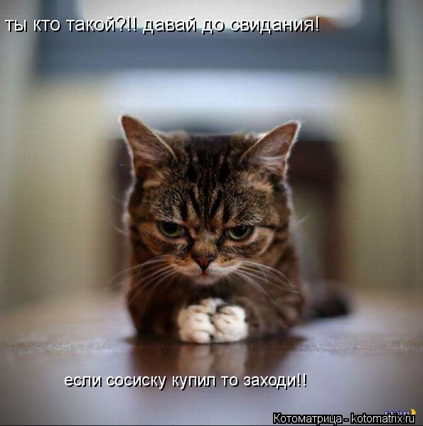 ты кто такой?!! давай до свидания! если сосиску купил то заходи!!... Котоматрица: ты кто такой?!! давай до свидания! если сосиску купил то заходи!!