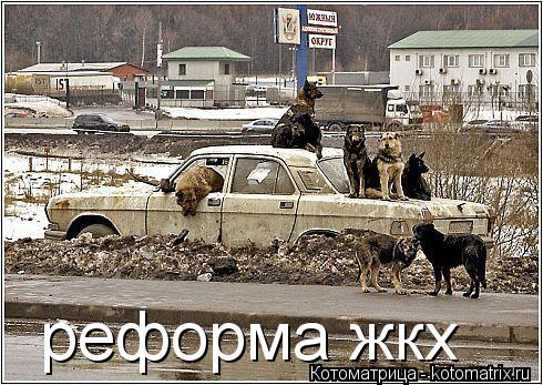 реформа жкх... Котоматрица: реформа жкх