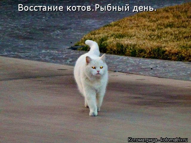 Восстание котов.Рыбный день.... Котоматрица: Восстание котов.Рыбный день.