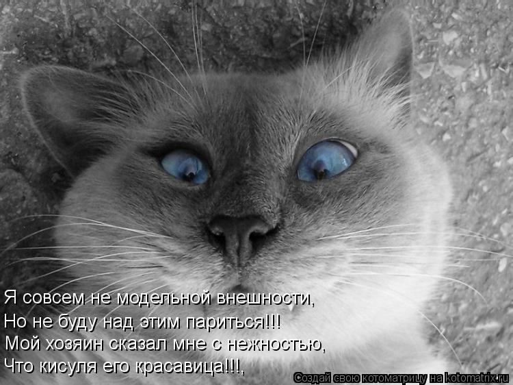 Я совсем не модельной внешности, Но не буду над этим париться!!! Мой хозяин сказал мне с нежностью, Ч... Котоматрица: Я совсем не модельной внешности, Но не буду над этим париться!!! Мой хозяин сказал мне с нежностью, Что кисуля его красавица!!!,
