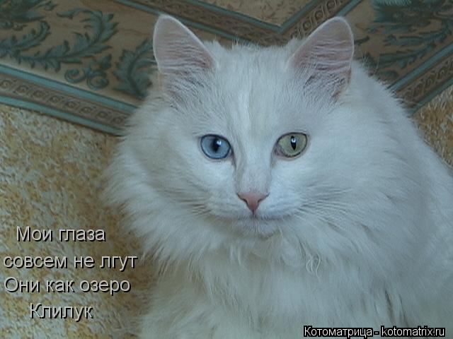 Мои глаза совсем не лгут Они как озеро Клилук... Котоматрица: Мои глаза совсем не лгут Они как озеро Клилук