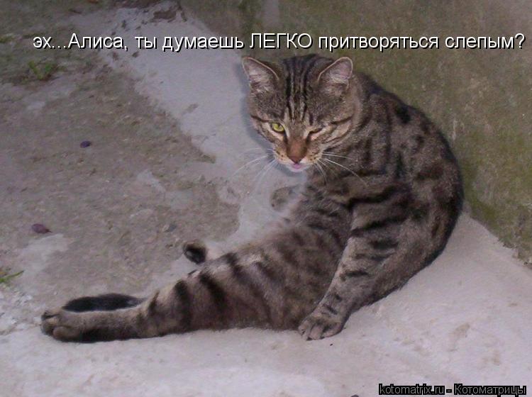 эх...Алиса, ты думаешь ЛЕГКО притворяться слепым?... Котоматрица: эх...Алиса, ты думаешь ЛЕГКО притворяться слепым?
