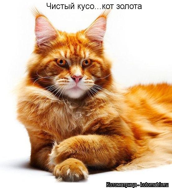 Чистый кусо...кот золота Чистый кусо...кот золота... Котоматрица: Чистый кусо...кот золота Чистый кусо...кот золота