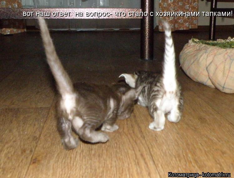 вот наш ответ на вопрос- что стало с хозяйкинами тапками! вот наш ответ на вопрос- что стало с хозя... Котоматрица: вот наш ответ на вопрос- что стало с хозяйкинами тапками! вот наш ответ на вопрос- что стало с хозяйкинами тапками!