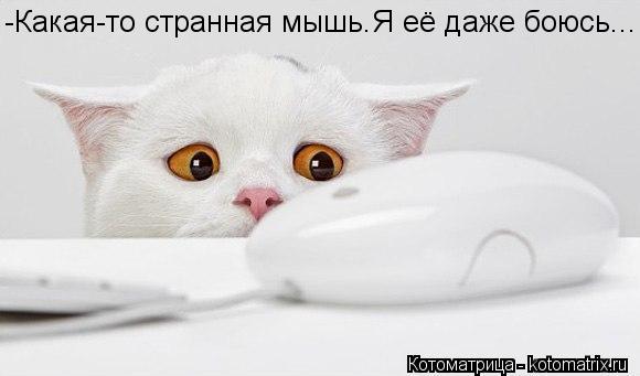 -Какая-то странная мышь.Я её даже боюсь...... Котоматрица: -Какая-то странная мышь.Я её даже боюсь...