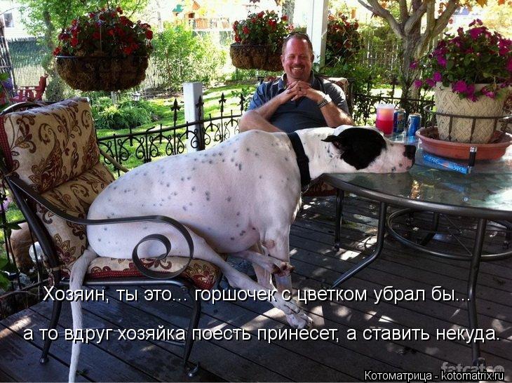 а то вдруг хозяйка поесть принесет, а ставить некуда. Хозяин, ты это... горшочек с цветком убрал бы..... Котоматрица: а то вдруг хозяйка поесть принесет, а ставить некуда. Хозяин, ты это... горшочек с цветком убрал бы...
