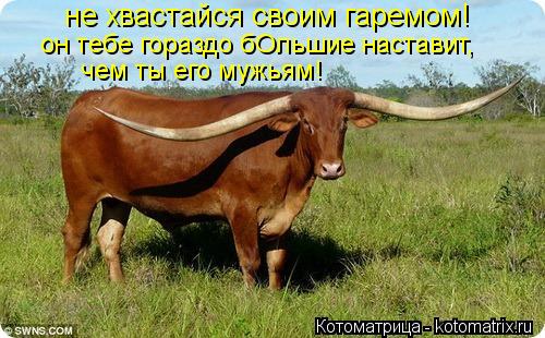 не хвастайся своим гаремом! он тебе гораздо бОльшие наставит, чем ты его мужьям!... Котоматрица: не хвастайся своим гаремом! он тебе гораздо бОльшие наставит, чем ты его мужьям!