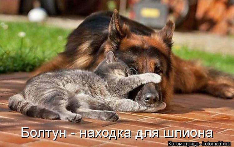 Болтун - находка для шпиона... Котоматрица: Болтун - находка для шпиона
