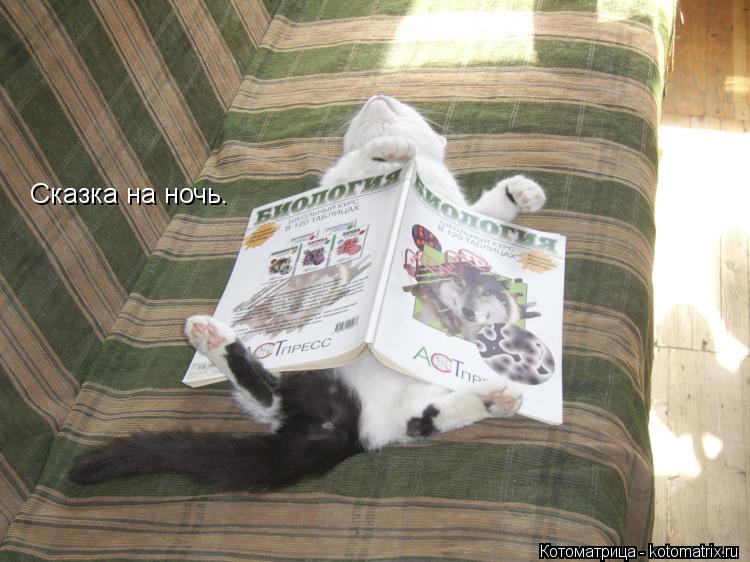 Сказка на ночь.... Котоматрица: Сказка на ночь.