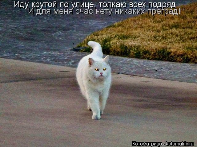 Иду крутой по улице, толкаю всех подряд И для меня счас нету никаких преград!... Котоматрица: Иду крутой по улице, толкаю всех подряд И для меня счас нету никаких преград!