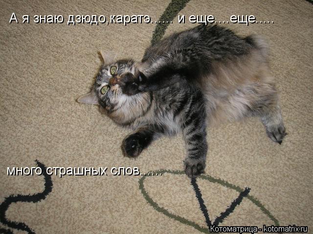 А я знаю дзюдо,каратэ...... и еще....еще..... много страшных слов......... Котоматрица: А я знаю дзюдо,каратэ...... и еще....еще..... много страшных слов......