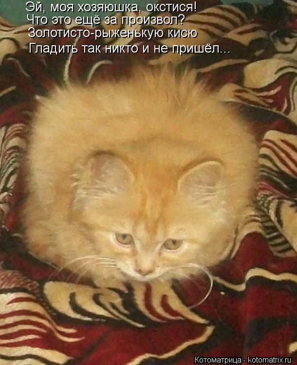 Эй, моя хозяюшка, окстися! Что это ещё за произвол? Золотисто-рыженькую кисю Гладить так никто и не п... Котоматрица: Эй, моя хозяюшка, окстися! Что это ещё за произвол? Золотисто-рыженькую кисю Гладить так никто и не пришёл...