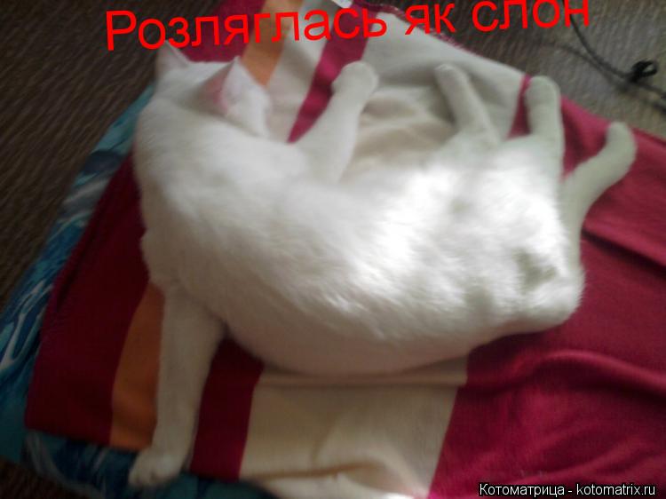 Розляглась як слон... Котоматрица: Розляглась як слон