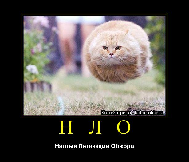 Котоматрица: Н Л О Наглый Летающий Обжора