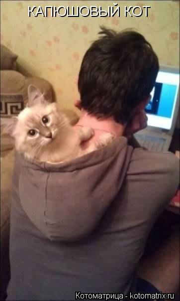 Котоматрица: КАПЮШОВЫЙ КОТ