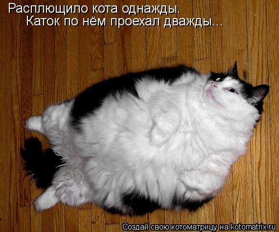 Котоматрица: Расплющило кота однажды. Каток по нём проехал дважды...