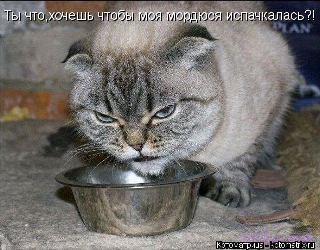 Ты что,хочешь чтобы моя мордюся испачкалась?!... Котоматрица: Ты что,хочешь чтобы моя мордюся испачкалась?!
