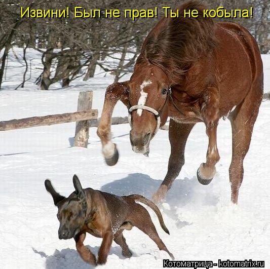 Котоматрица: Извини! Был не прав! Ты не кобыла!