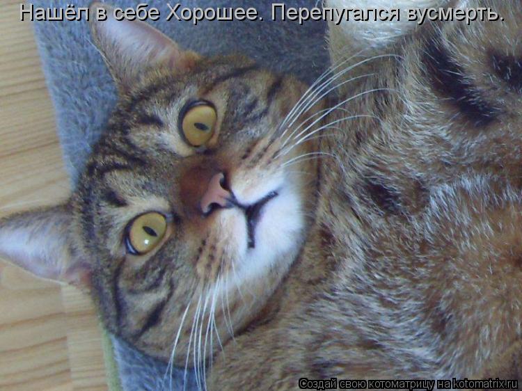 Нашёл в себе Хорошее. Перепугался вусмерть.... Котоматрица: Нашёл в себе Хорошее. Перепугался вусмерть.