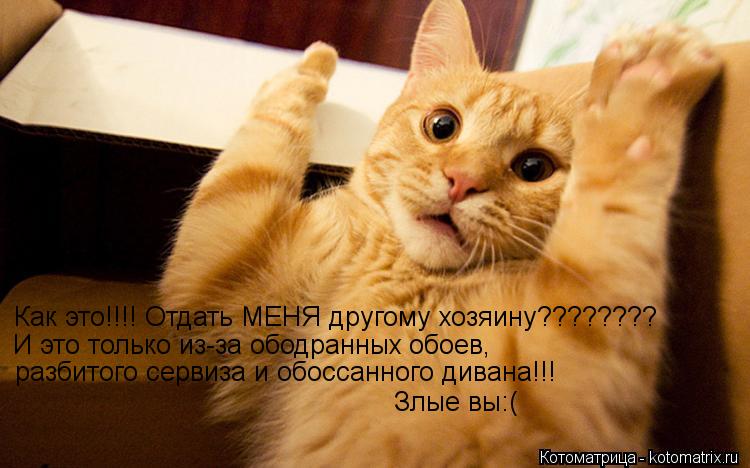 Как это!!!! Отдать МЕНЯ другому хозяину???????? И это только из-за ободранных обоев, разбитого серви... Котоматрица: Как это!!!! Отдать МЕНЯ другому хозяину???????? И это только из-за ободранных обоев, разбитого сервиза и обоссанного дивана!!! Злые вы:(