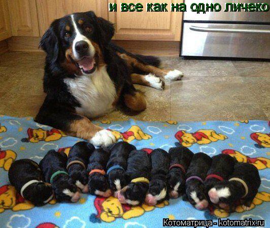 и все как на одно личеко и все как на одно личеко... Котоматрица: и все как на одно личеко и все как на одно личеко