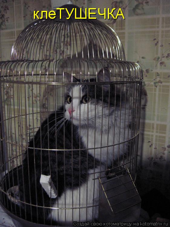 клеТУШЕЧКА... Котоматрица: клеТУШЕЧКА