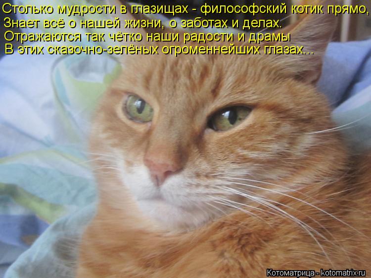 Котоматрица: Столько мудрости в глазищах - философский котик прямо, Знает всё о нашей жизни, о заботах и делах. Отражаются так чётко наши радости и драмы 