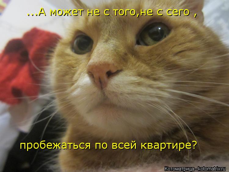 ...А может не с того,не с сего , пробежаться по всей квартире?... Котоматрица: ...А может не с того,не с сего , пробежаться по всей квартире?