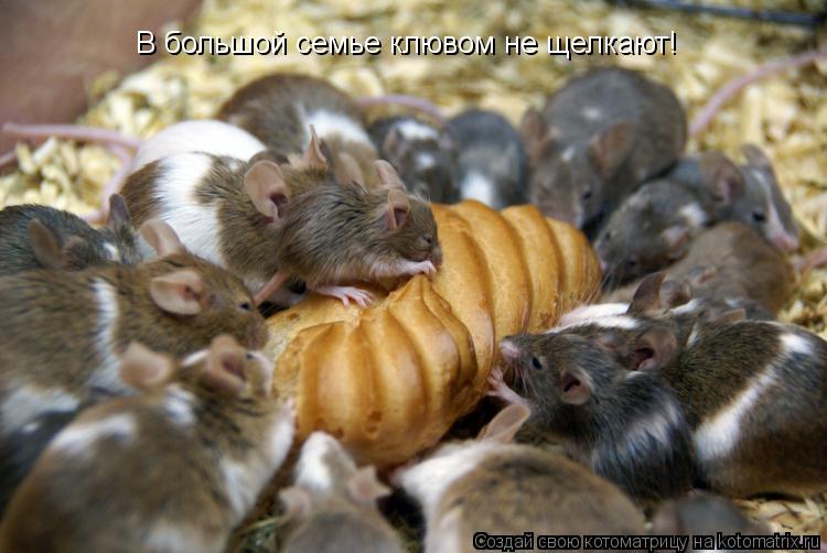 Котоматрица: В большой семье клювом не щелкают!