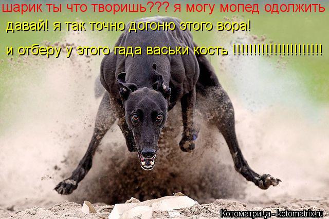 шарик ты что творишь??? я могу мопед одолжить давай! я так точно догоню этого вора!, и косточку отбер... Котоматрица: шарик ты что творишь??? я могу мопед одолжить давай! я так точно догоню этого вора!, и косточку отберу!!! давай! я так точно догоню этого вора! и