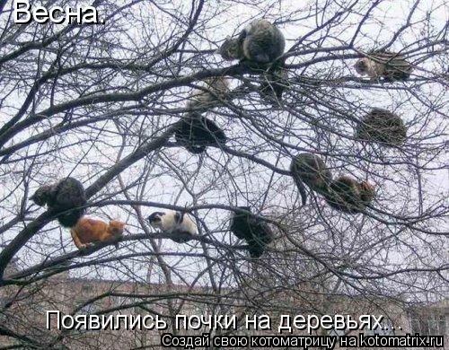 Весна. Появились почки на деревьях...... Котоматрица: Весна. Появились почки на деревьях...