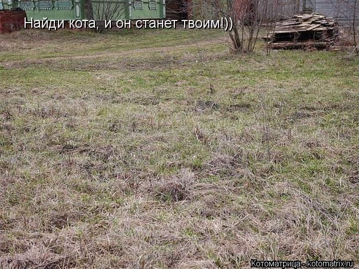 Найди кота, и он станет твоим!))... Котоматрица: Найди кота, и он станет твоим!))