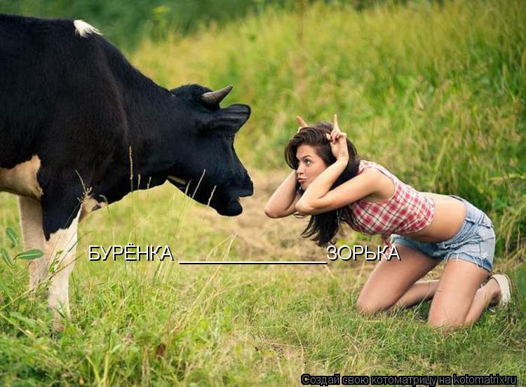 БУРЁНКА ______________ЗОРЬКА... Котоматрица: БУРЁНКА ______________ЗОРЬКА