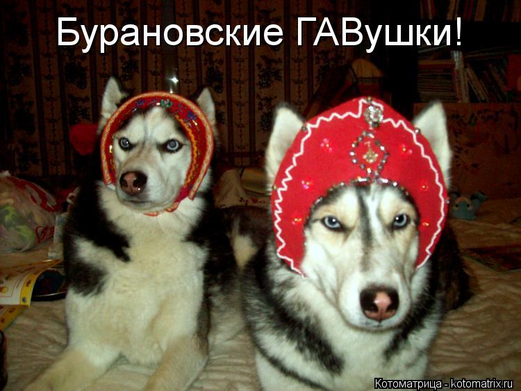 Бурановские ГАВушки!... Котоматрица: Бурановские ГАВушки!