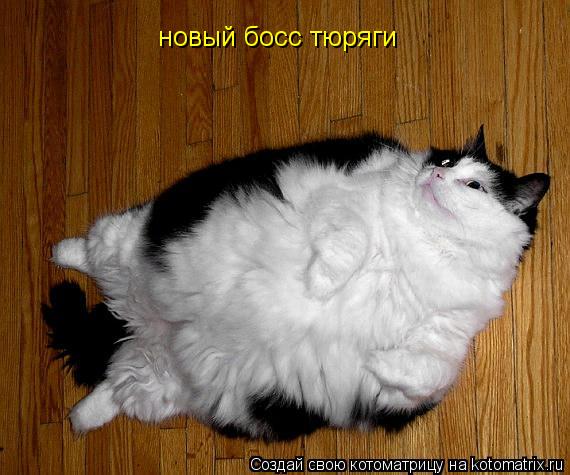 Котоматрица: новый босс тюряги