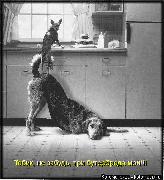 Тобик, не забудь, три бутерброда мои!!!... Котоматрица: Тобик, не забудь, три бутерброда мои!!!