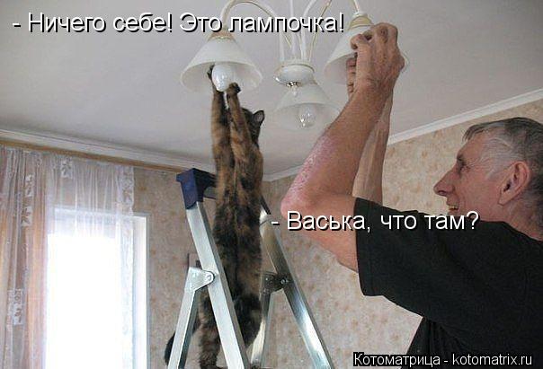 - Васька, что там? - Ничего себе! Это лампочка!... Котоматрица: - Васька, что там? - Ничего себе! Это лампочка!