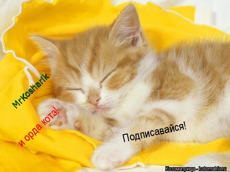 Котоматрица: MrKosharik и орда котэ! Подписавайся!