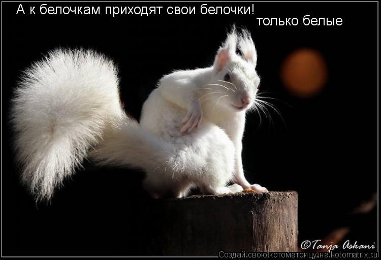 Котоматрица: А к белочкам приходят свои белочки! только белые
