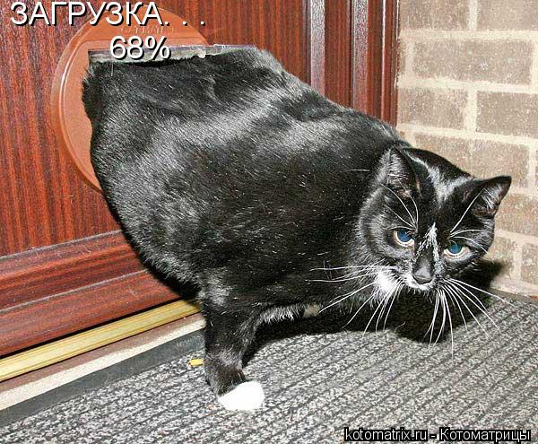 ЗАГРУЗКА. . . 68%... Котоматрица: ЗАГРУЗКА. . . 68%