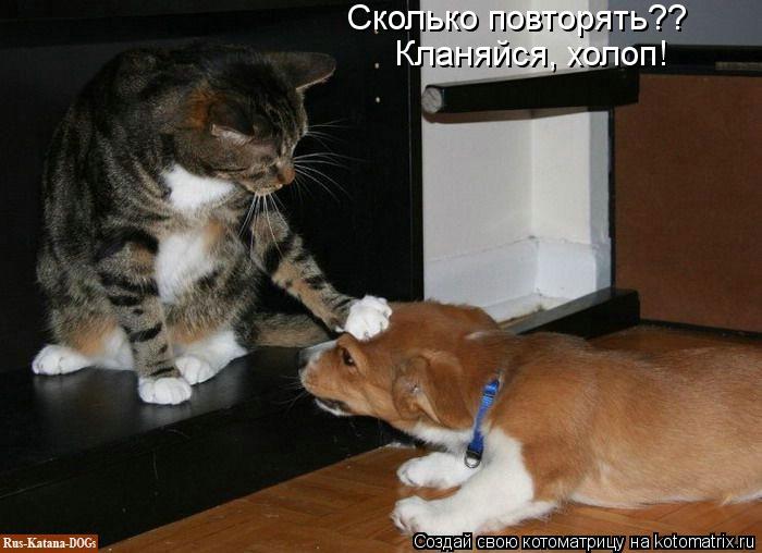 Котоматрица: Сколько повторять?? Кланяйся, холоп!