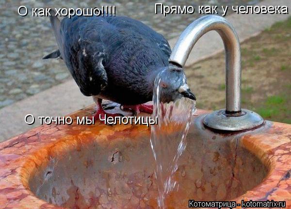 О как хорошо!!!! Прямо как у человека О точно мы Челотицы... Котоматрица: О как хорошо!!!! Прямо как у человека О точно мы Челотицы