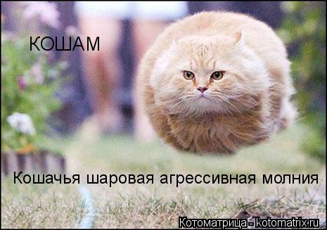 КОШАМ Кошачья шаровая агрессивная молния... Котоматрица: КОШАМ Кошачья шаровая агрессивная молния