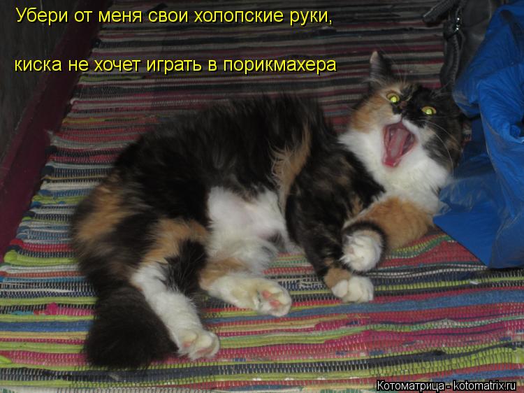 Котоматрица: киска не хочет играть в порикмахера Убери от меня свои холопские руки,