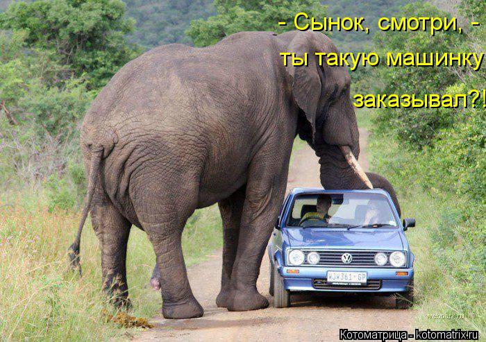 Котоматрица: - Сынок, смотри, - ты такую машинку  заказывал?!
